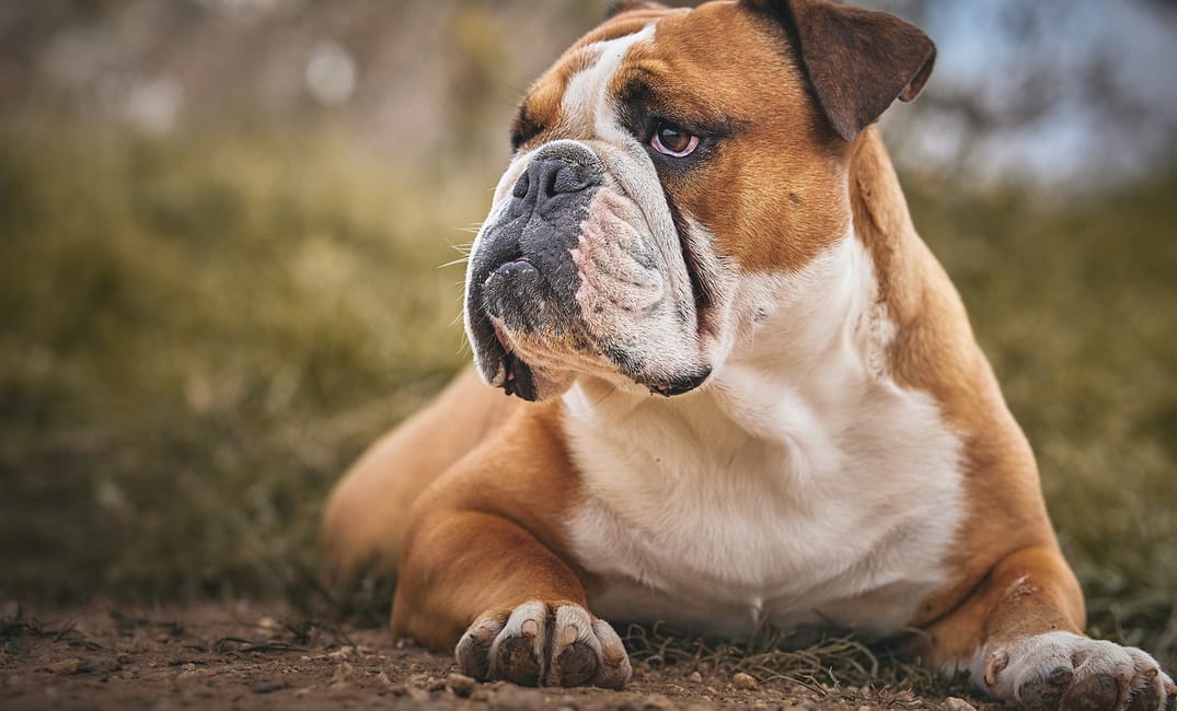 Senior Dog Health Checklist: What to Watch for After Age 7