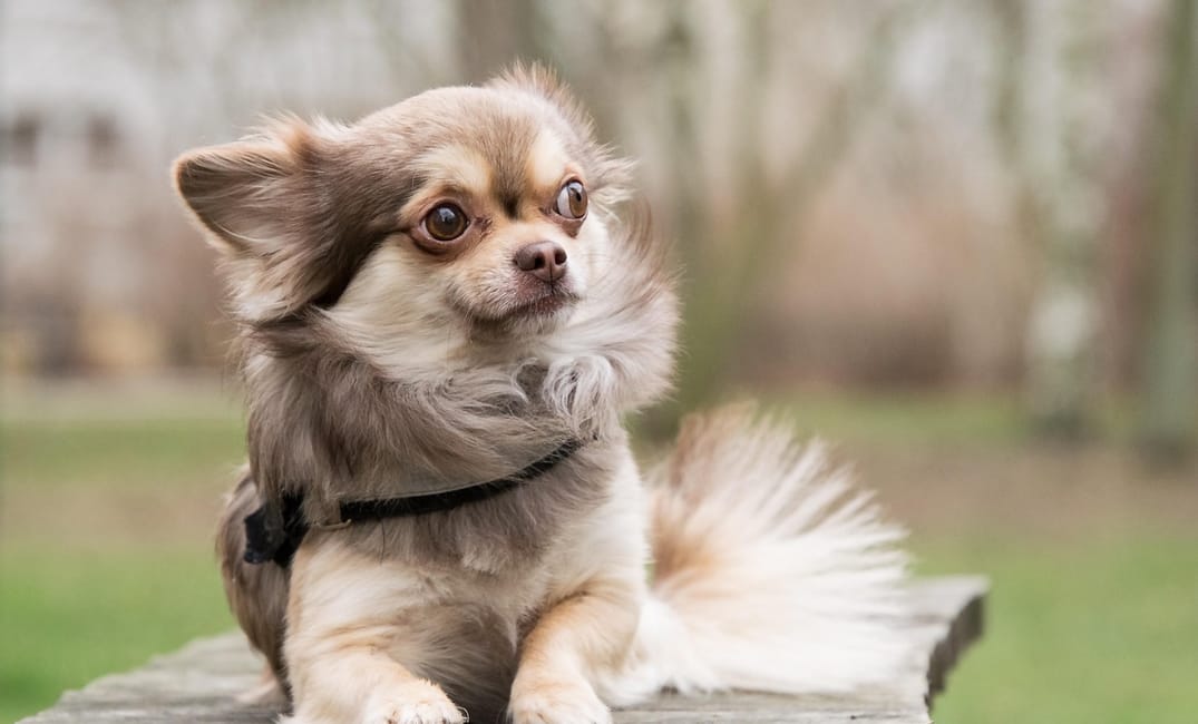 When Is a Chihuahua Considered a Senior Dog?