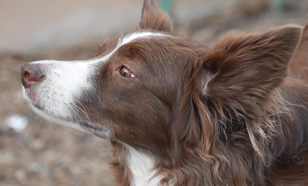 8 Signs Your Senior Dog Is Aging Gracefully (And 3 That Aren’t So Graceful)