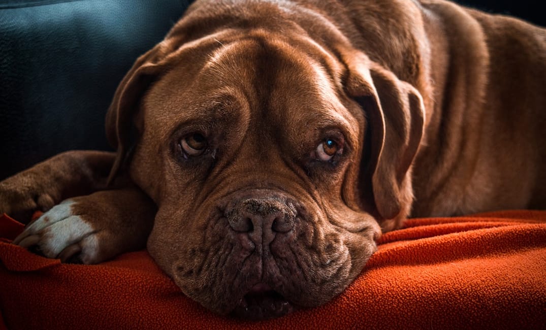 7 Cozy Routines Senior Dogs Absolutely Love