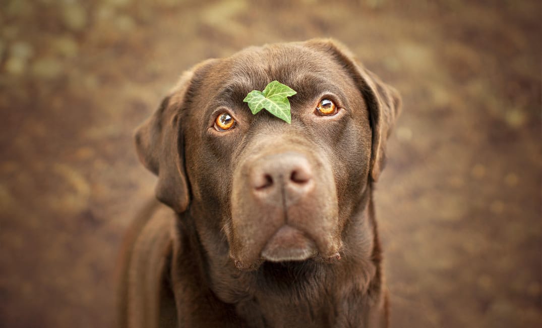 8 Memory-Making Ideas Before Your Senior Dog Says Goodbye