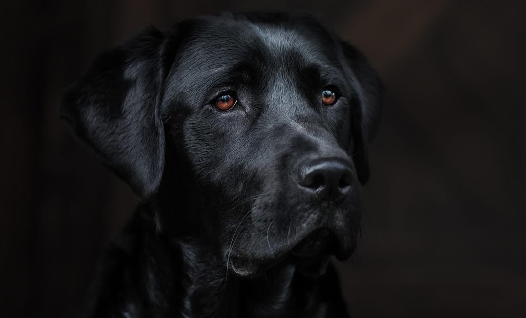 5 Senior Dog Superfoods That Can Add Years to Their Life