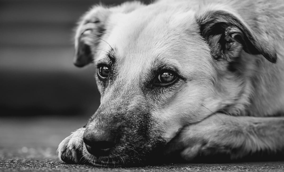 Low-Impact Activities to Keep Your Senior Dog Happy and Engaged