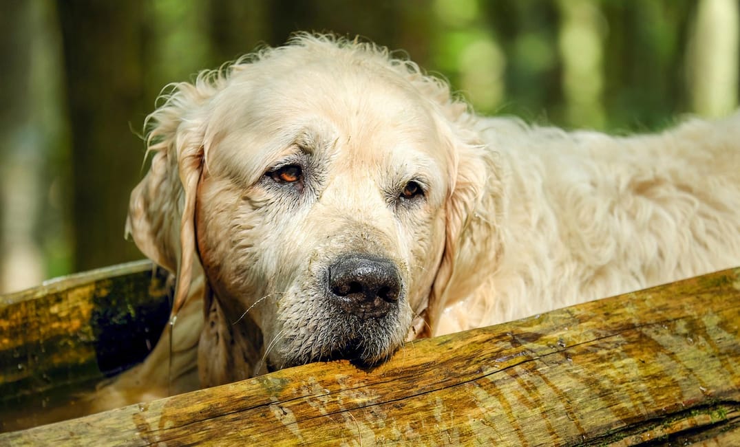 When Is a Golden Retriever Considered a Senior Dog?