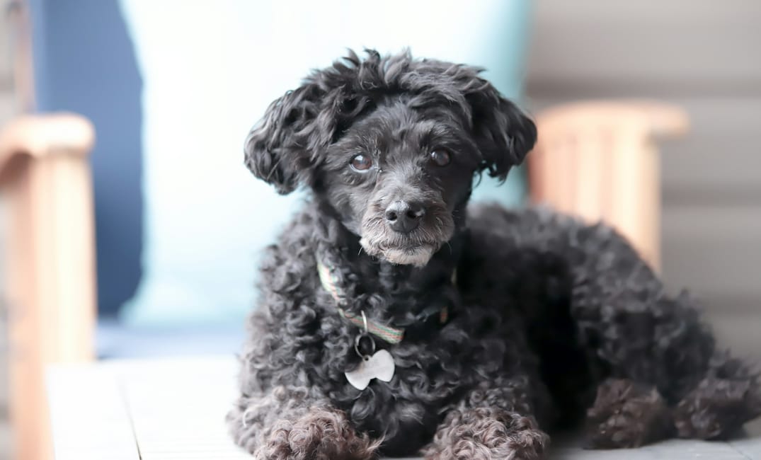 5 Beautiful Truths You Only Learn From Growing Old With a Dog