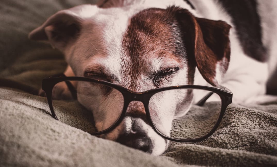 6 Myths About Senior Dogs That Are Completely False
