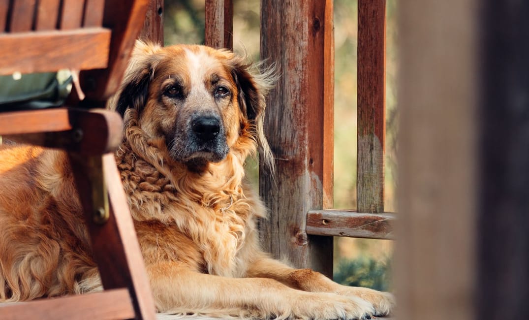 7 Keepsakes Every Senior Dog Parent Will Treasure Forever
