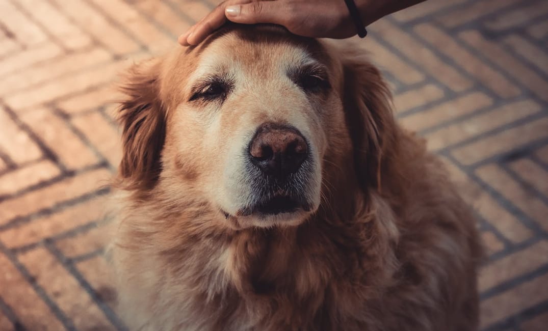 Yes, You Can Teach an Old Dog New Tricks! How to Keep Their Mind Sharp