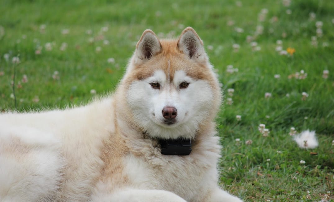 When Is a Siberian Husky Considered a Senior Dog?