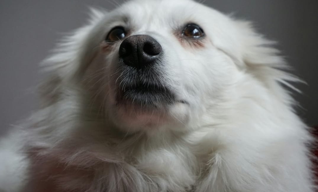 5 Little Things Senior Dogs Do That Will Break (and Heal) Your Heart