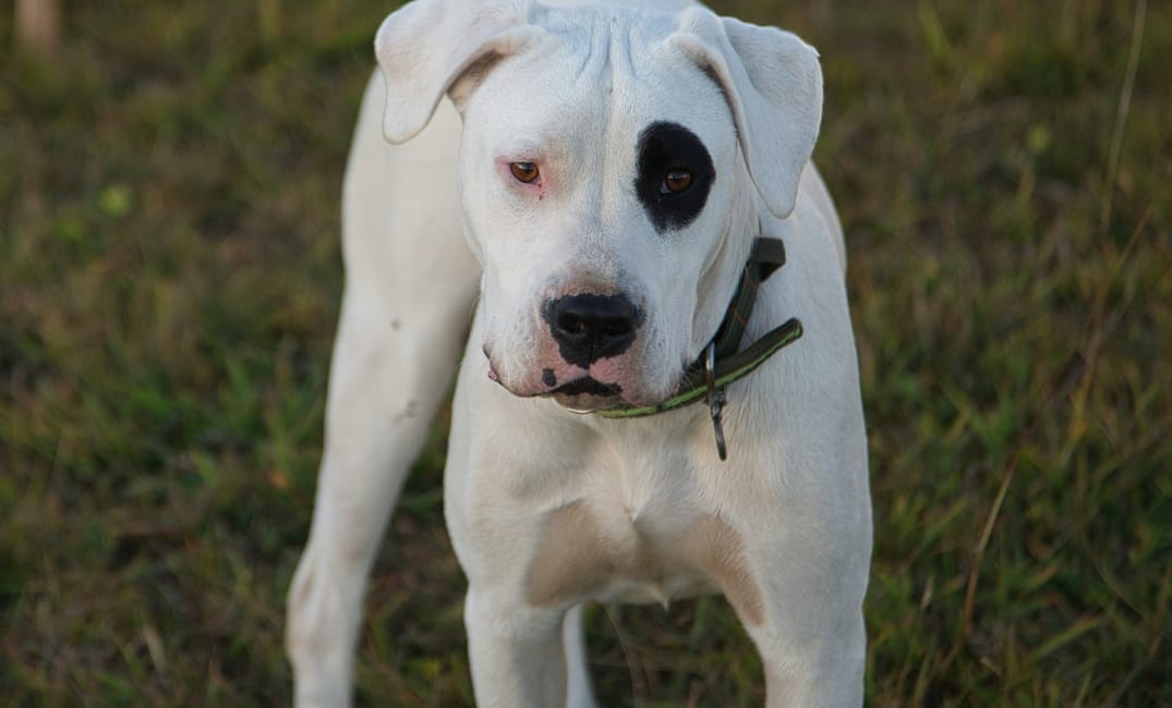 13 Little Changes That Make a Big Difference for Older Dogs