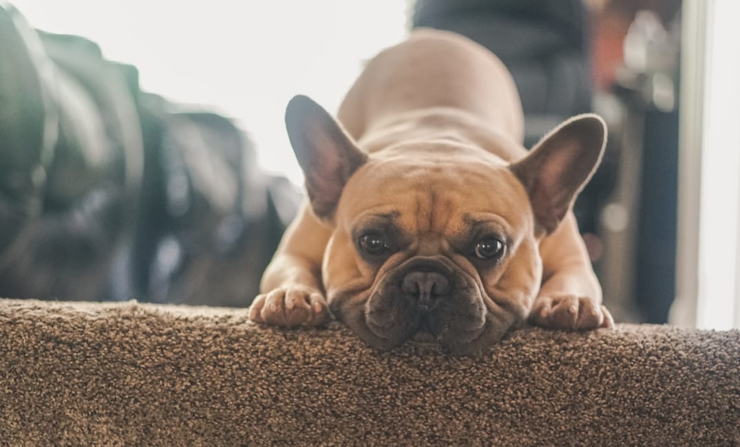 12 Foods That Can Help (or Harm) Your Aging Dog