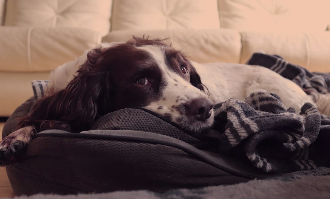 10 Touches of Comfort Every Senior Dog Deserves