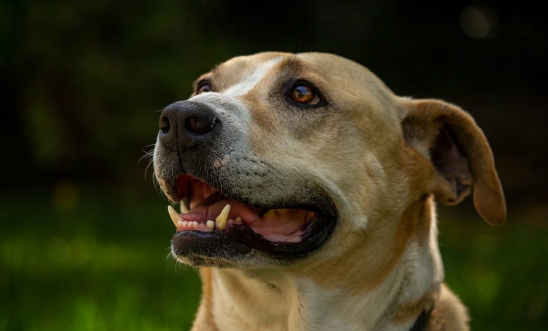 9 Subtle Ways Senior Dogs Say “I Love You”