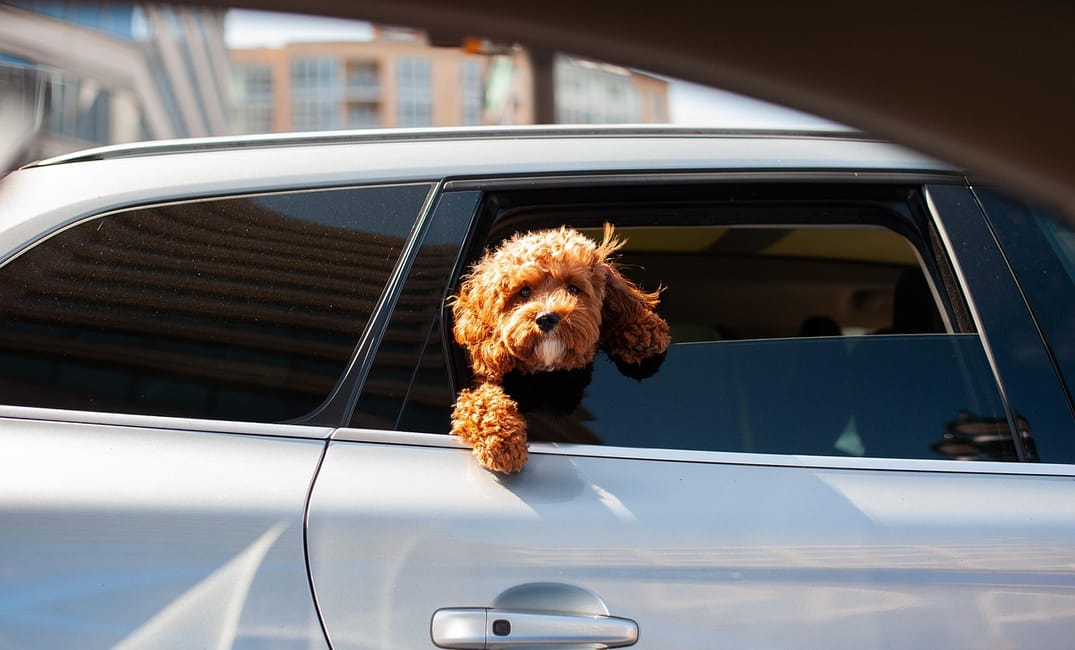 7 Simple Ways to Make Car Rides Easier for Older Dogs