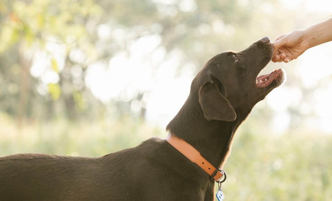 5 Supplements That May Help Your Senior Dog Feel Years Younger