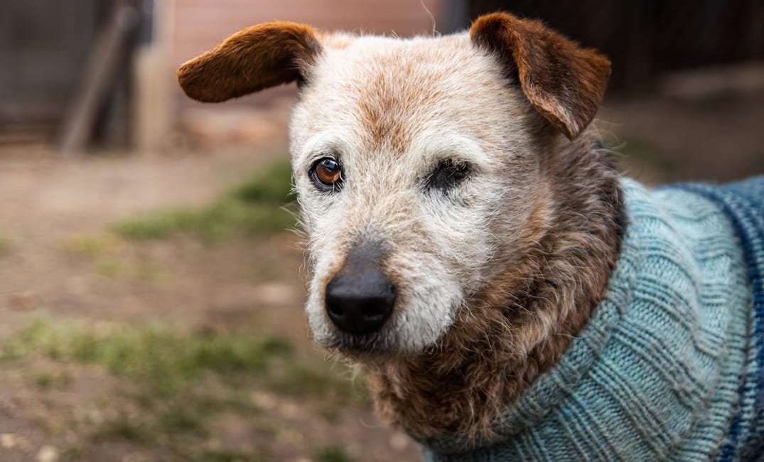 Can BPC-157 Peptides Help Your Senior Dog's Joint Pain?