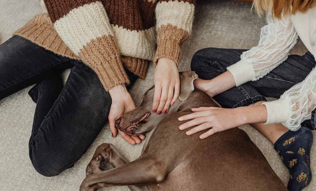 6 Gentle Massage Techniques That Soothe Senior Dogs