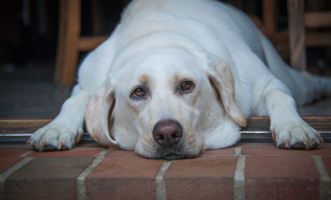 11 Signs It’s Time to Visit the Vet (Even if Your Senior Dog Looks Fine)