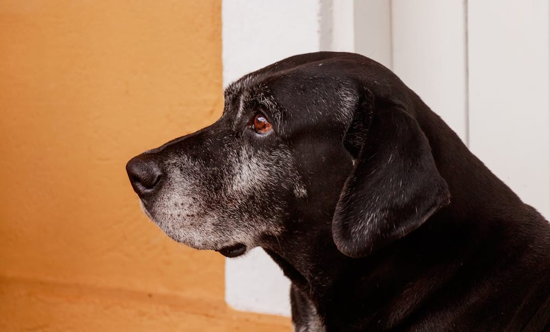 9 Truths About Senior Dogs That Will Change How You See Them