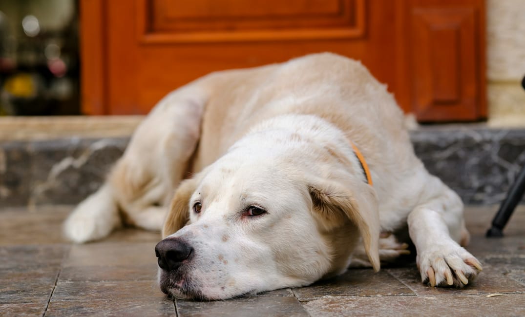 7 Small Joys That Mean Everything to an Old Dog