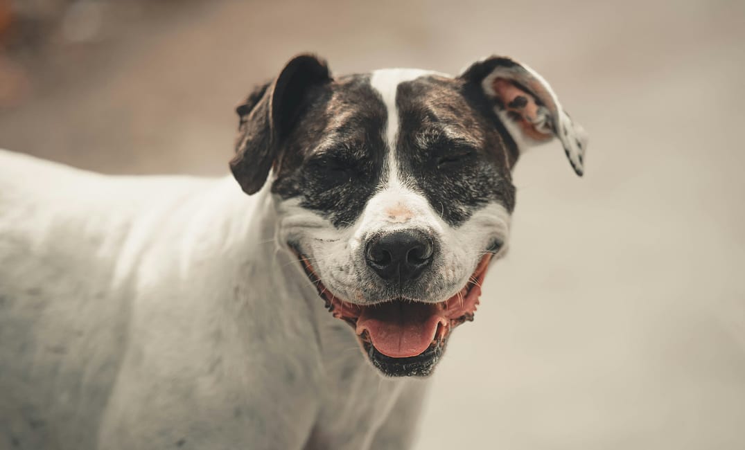 13 Ways to Love a Senior Dog Even More Than You Already Do