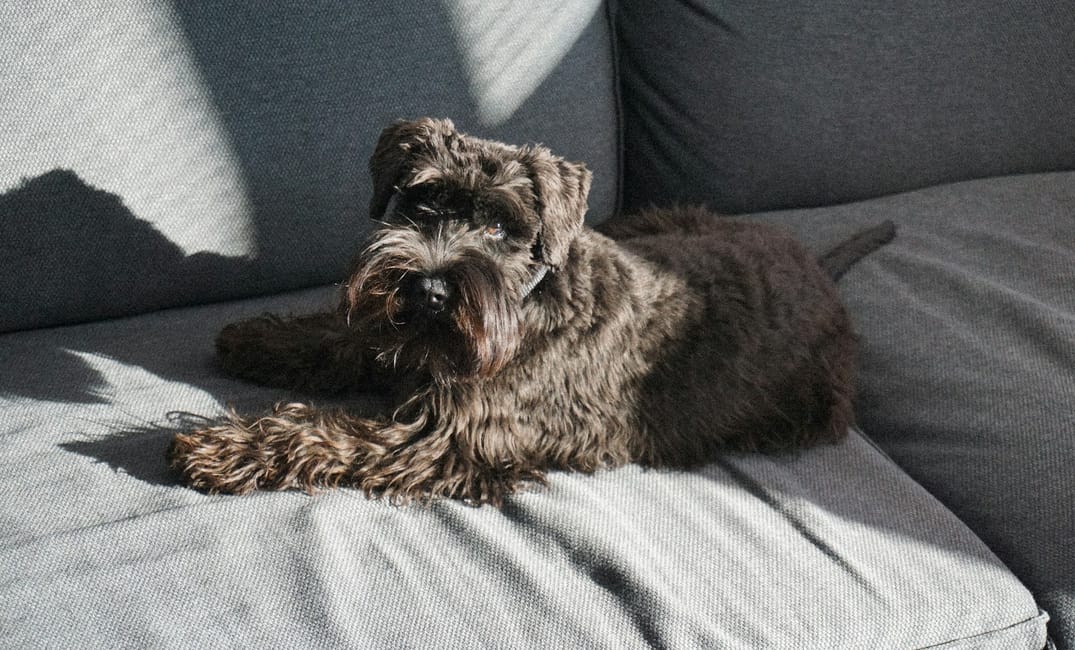 10 Ways to Create a Bucket List for Your Aging Pup