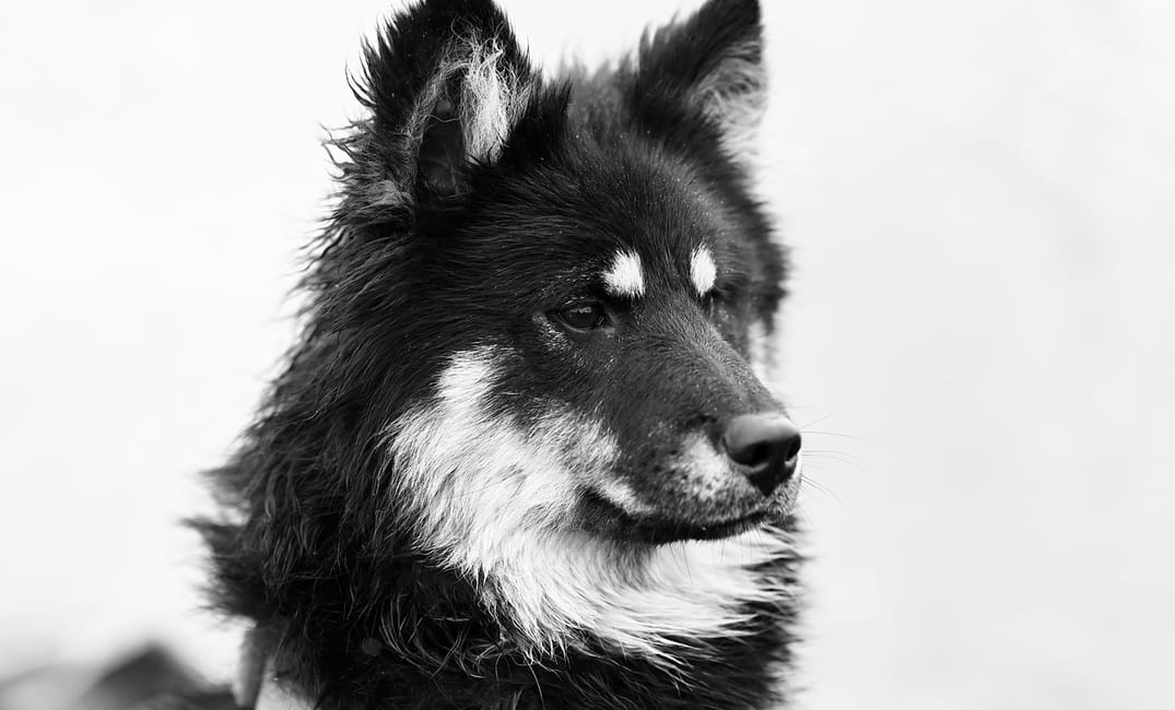 6 End-of-Life Decisions Every Dog Owner Should Prepare For