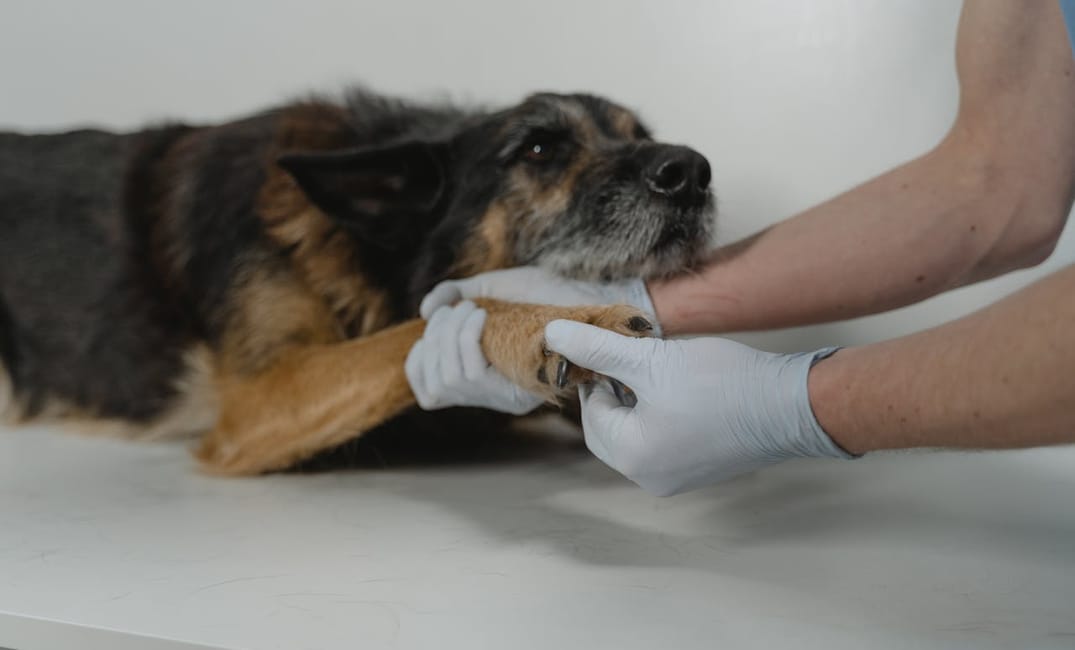 10 Tiny Signs of Pain in Senior Dogs You Shouldn’t Ignore