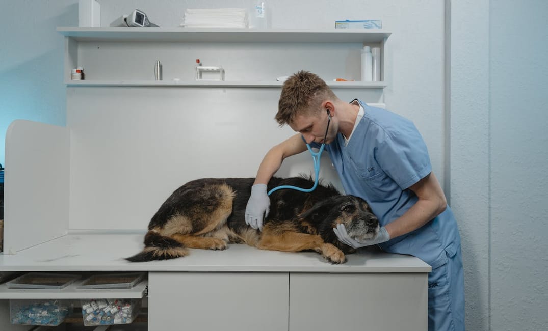 9 Things Vets Wish Every Senior Dog Owner Knew