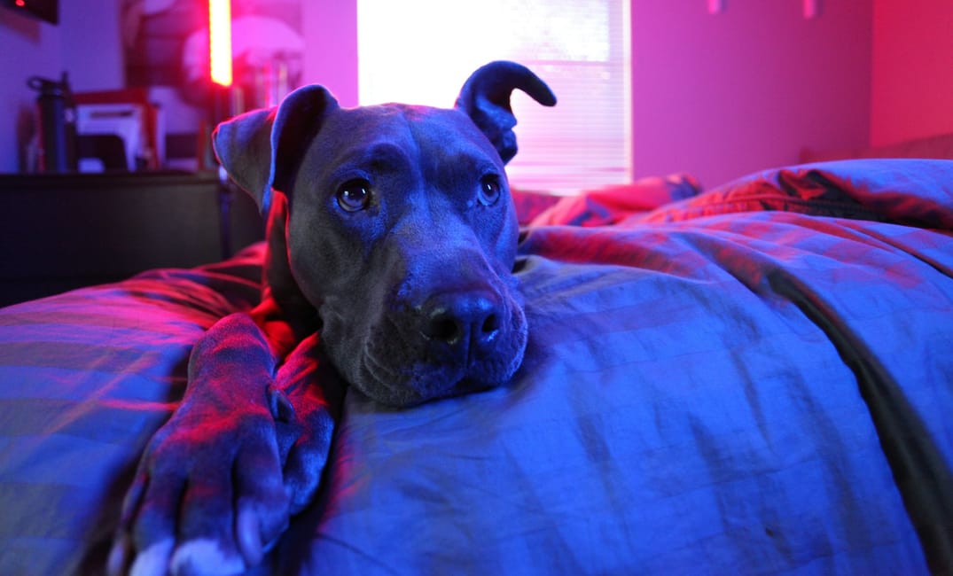 How Red Light Therapy Helps Canine Joint Pain, Muscle Loss & Cognitive Decline