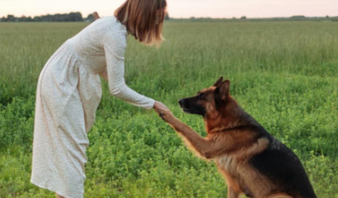 13 Heartwarming Photos Every Senior Dog Owner Should Take