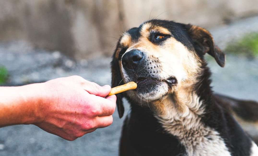 7 Supplements That Vets Often Recommend for Older Dogs