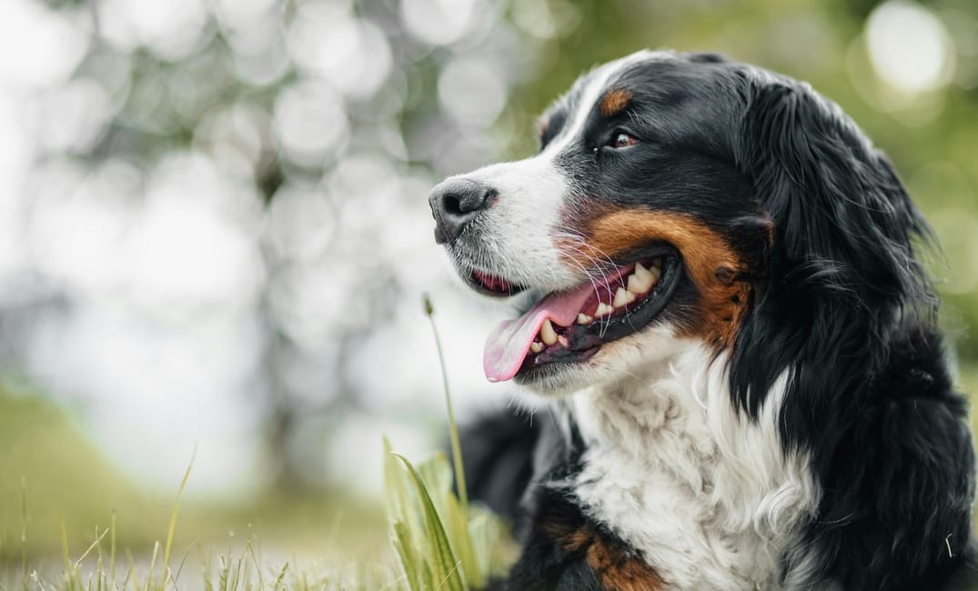 Mitochondrial Antioxidants for Senior Dogs: Spotlight on MitoQ, SkQ1 & PQQ