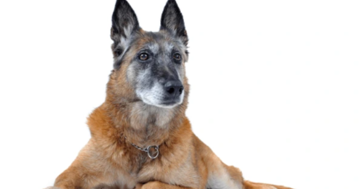“My Senior Dog Suddenly Hates the Stairs”: what it could mean and what to do