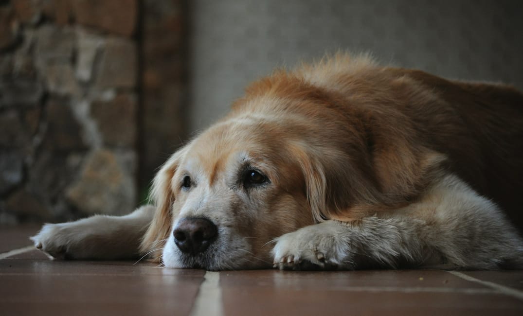 Cold Laser vs. PEMF Therapy: Which Brings Better Mobility for Senior Dogs?