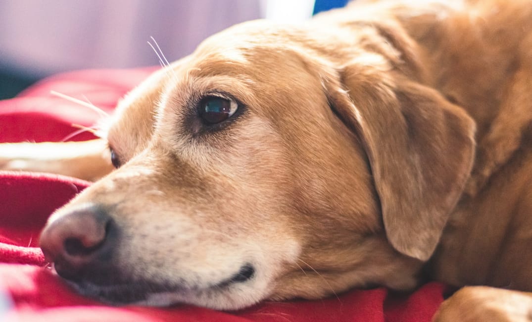 “My Senior Dog Paces in Circles”: what it could mean and what to do