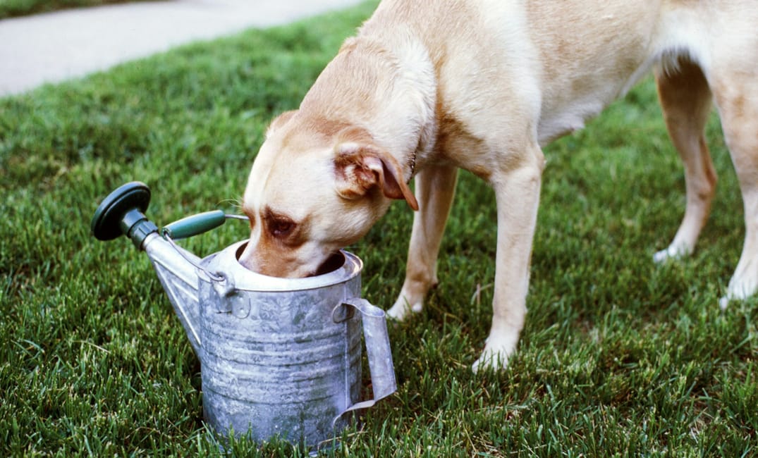 “My Senior Dog Is Drinking Way More Water”: what it could mean and what to do