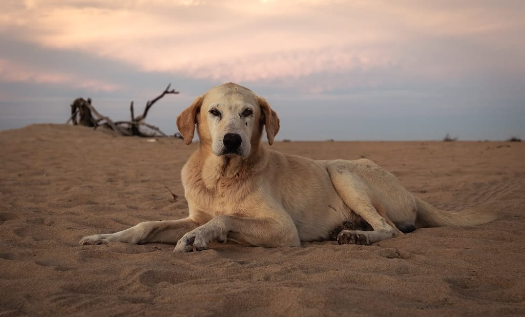 “My Senior Dog Hesitates Before Jumping”: what it could mean and what to do