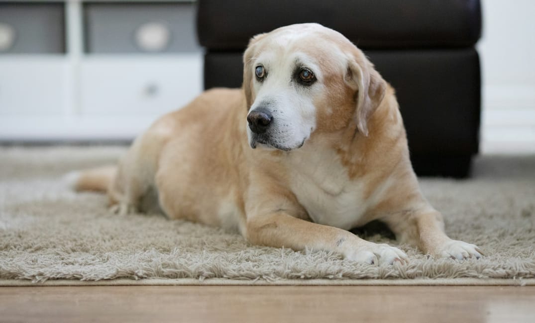 “My Senior Dog Keeps Asking to Go Outside”: what it could mean and what to do