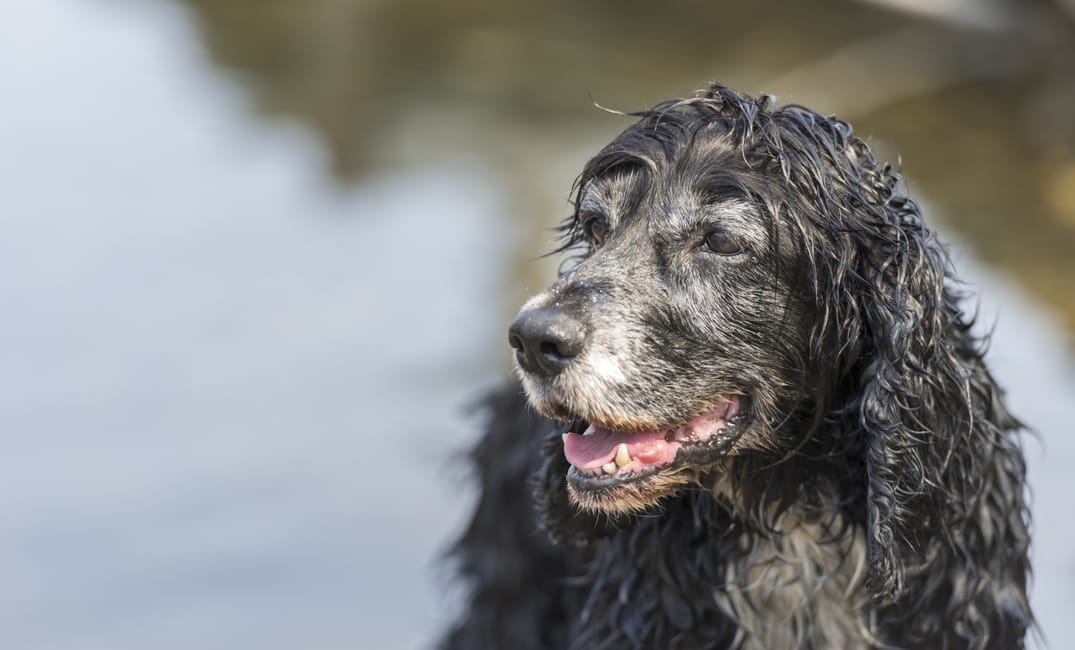 “My Senior Dog Has Bad Breath All of a Sudden”: what it could mean and what to do