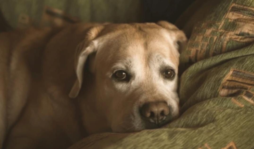 “My Senior Dog Groans When They Lie Down”: what it could mean and what to do