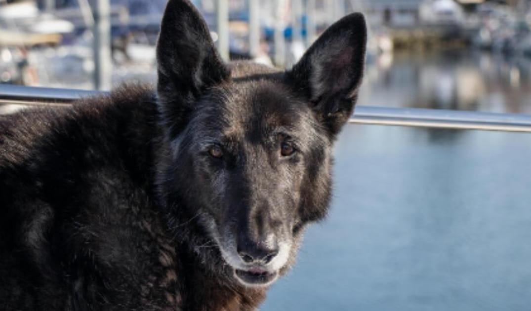 “My Senior Dog Gets Stuck Behind Furniture”: what it could mean and what to do