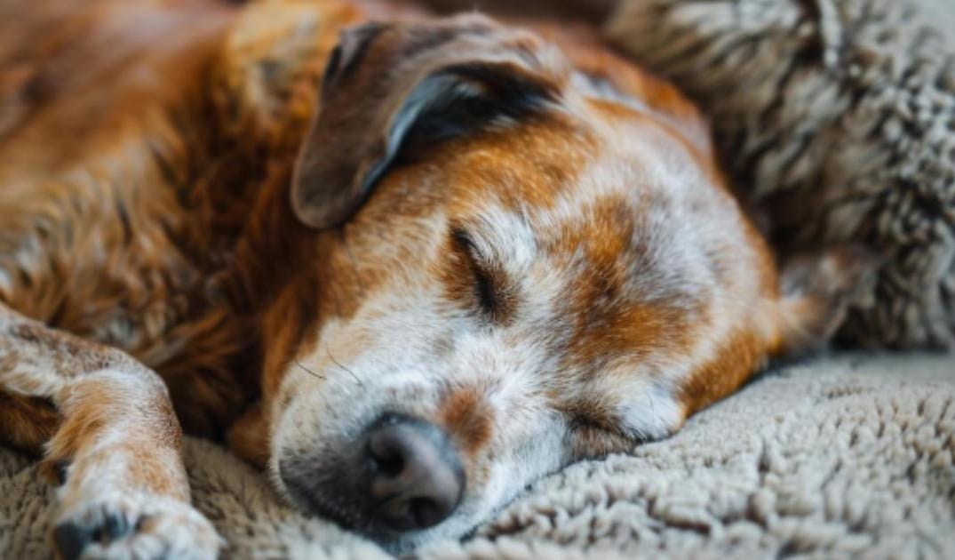 “My Senior Dog Is Losing Weight Even Though They’re Eating”: what it could mean and what to do
