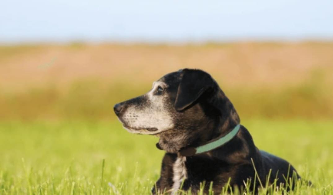 “My Senior Dog Doesn’t Respond When I Call Them”: what it could mean and what to do