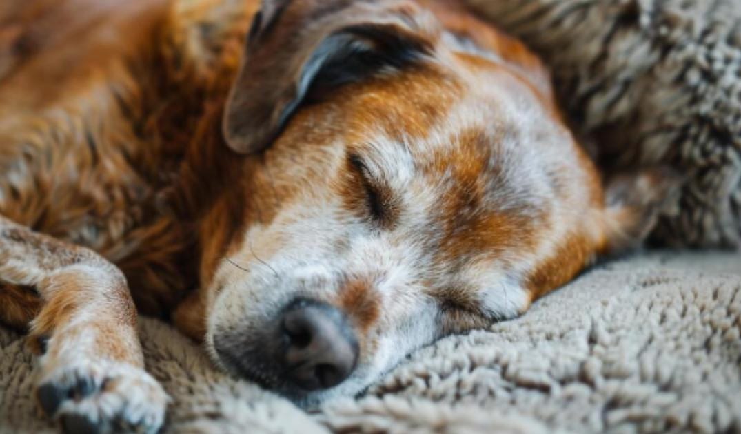 “My Senior Dog’s Poop Is Suddenly Very Dark”: what it could mean and what to do