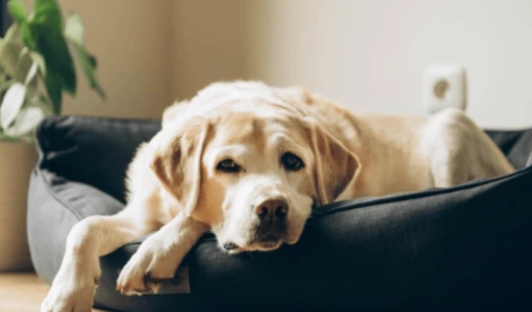 “My Senior Dog Bumps Into Things”: what it could mean and what to do