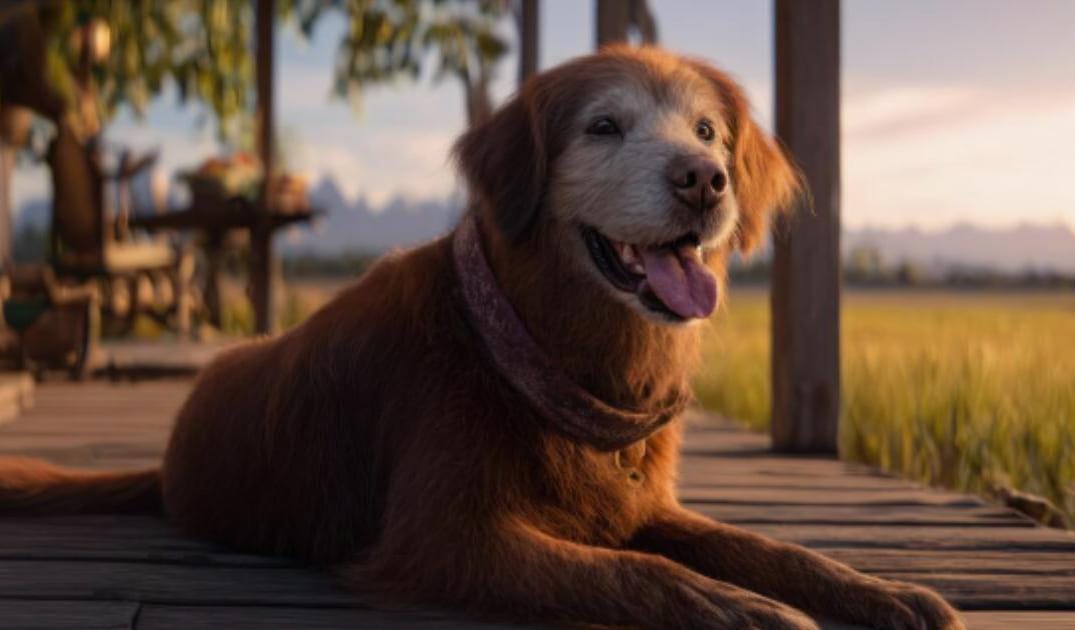 “My Senior Dog Is Coughing at Night”: what it could mean and what to do