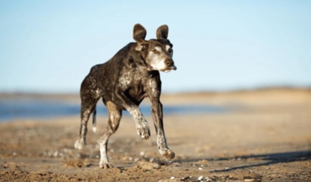 Why Does My Senior Dog Bunny Hop When Running?
