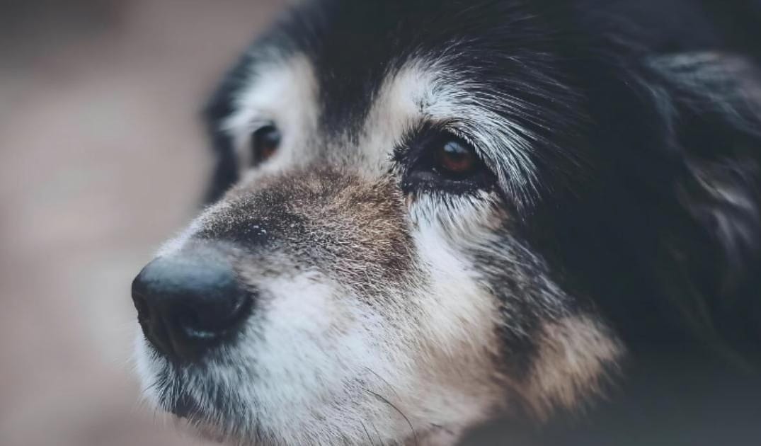 “My Senior Dog Won’t Eat in the Morning”: what it could mean and what to do